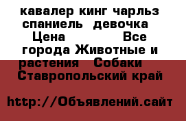  кавалер кинг чарльз спаниель -девочка › Цена ­ 45 000 - Все города Животные и растения » Собаки   . Ставропольский край